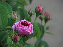 Mills's most popular book is the racial contract. Charles De Mills Rose Wikiwand
