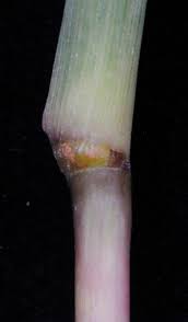 Image result for Trichoneura grandiglumis