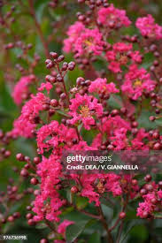 Image result for Lythraceae