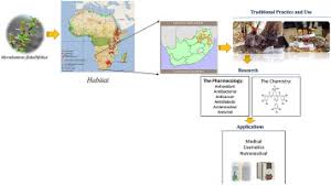 Image result for Myrothamnaceae