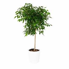 Image result for Ficus benjamina