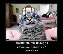 помнишь, ты потерял какие-то таблетки? Я ИХ НАШЕЛ / демотиватор :: таблетки  :: котэ (прикольные картинки с кошками) / смешные картинки и другие  приколы: комиксы, гиф анимация, видео, лучший интеллектуальный юмор.