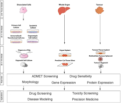 Please click on the picture(s) to view larger version. Figure 1 Overview Of 2d And 3d Hepatocellular Carcinoma Ncbi Bookshelf