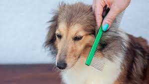 Wire/cotton coat — this coat type is shorter, more wavy, and can appear thicker. Dogs 101 Everything You Should Know About Brushing Your Dog Dogtime