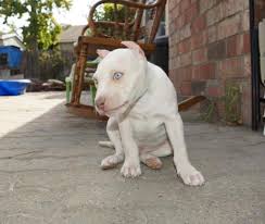 The businesses listed also serve surrounding cities and neighborhoods including acton ca, littlerock ca, and edwards ca. Pitbull Puppies For Sale In Livermore California Classified Americanlisted Com