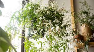 The arabian jasmine, also called as biblical jasmine and mogra flowers are very famous for their fragrance. Vining Jasmine Care And Growing Guide