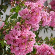 Image result for Craibia grandiflora