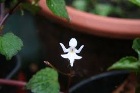 Image result for Impatiens bequaertii