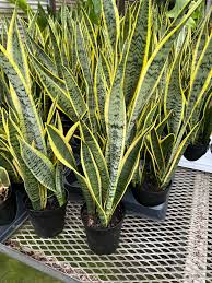 Image result for Sansevieria trifasciata