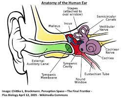 Popping Clicking Or Crackling Sound In Ear What Does It Mean