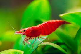 Udang Hias Aquascape Red Cherry Shrimp Air Tawar Ikan Akuarium Udang