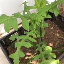 Image result for Lactuca ugandensis