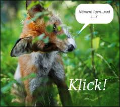 Tack för kaffet podcast tittar på dåligt uppstoppade djur. Den Lilla Raven Och Det Klickande Ljudet Femmes In Focus