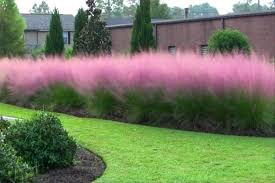 Pink Muhly Grass Grasses Landscaping Flower Landscape Ornamental Grasses