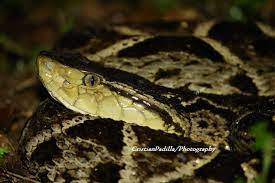 Fer De Lance Snake Snake Venom Pit Viper Snake