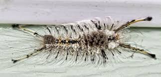 Maybe you would like to learn more about one of these? Mystery Bug By Pedalmasher Jungledragon Caterpillar Insect Bugs Moth Caterpillar