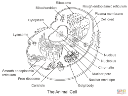 Print as many as you need and keep practicing until you know all the parts by heart. Animal Cell Coloring Page Coloring Home