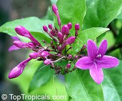 Image result for Eranthemum laxiflorum
