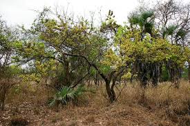 Image result for Combretum adenogonium