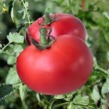 Shop the online burpee© selection today. Tomato Long Keeper Organic Vegetable 12 Seeds Burpee Plants Seeds Bulbs Patterer Home Garden