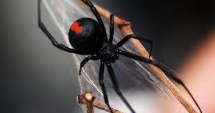It is important one should take immediate action when suffering from. The World S Most Dangerous Spiders Warning Graphic Images Cbs News