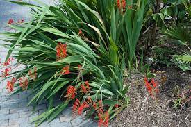 Planning your deer and rabbit resistant garden. Landscape Plants Rated By Deer Resistance Rutgers Njaes