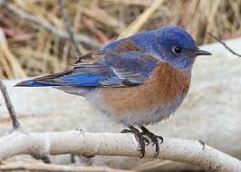 Bluebird - Wikipedia