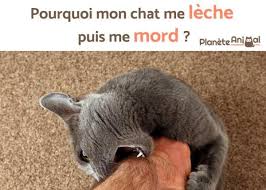 Epingle Sur Chat
