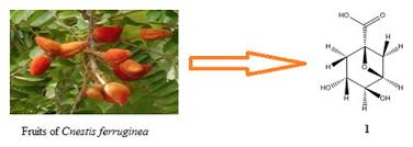 Image result for Cnestis