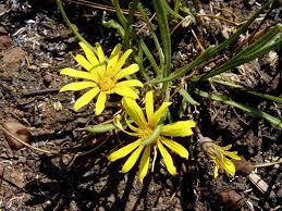 Image result for Gazania krebsiana