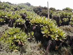 Image result for Rubus kirungensis