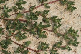 Image result for Trianthema