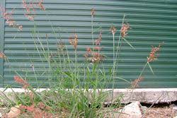 Image result for Melinis repens