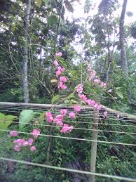 Cara tanam bunga air mata pengantin yang baik dan benar agar terlihat cantik, harus dengan bibit yang baik, tanah yang subur Cara Tanam Bunga Air Mata Pengantin Belajar Lif Co Id