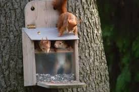 Papier Selber Machen Basteln Mit Kindern Vogelfutterhaus Selber Bauen Eichhornchen Vogelfutterhaus