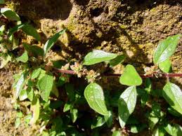 Image result for Elatostema welwitschii