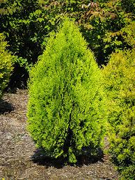 Maybe you would like to learn more about one of these? Arborvitae Trees For Sale Buy Arborvitaes Online The Tree Center