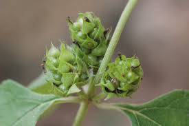 Image result for Lantana ukambensis