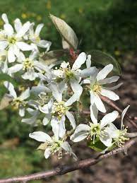 We did not find results for: What Is That Flowering Tree Elements Studio