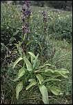Image result for Swertia kilimandscharica