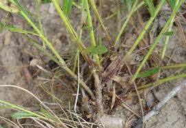 Image result for Tinnea vesiculosa