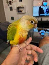 13 Best Green-cheek Conure Ideas Conure Conure Parrots Parrot
