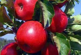 Several fruit tree growers have reported rabbit damage on young trees below the highest snow line as a result of this winter's deep snow cover. How To Grow Your Own Fruit In Iowa Wright Outdoor Solutions