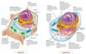 Maybe you would like to learn more about one of these? Q2old Mrs Bhandari S Grade 7 Science