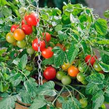 Cherry Tomato Seeds 18 Cherry Tomatoes Vegetable Seeds