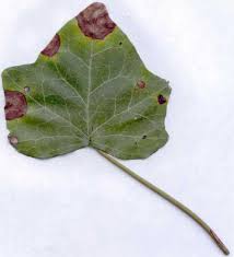 English ivy is one of the most popular houseplants for gardeners despite the fact that it is a bit tricky to grow indoors. Leaf Spots Of English Ivy