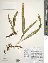 Image result for Lepisorus excavatus