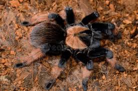 Image result for Emilia brachycephala