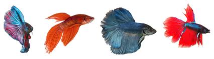 Betta Keeping Siamese Fighting Fish