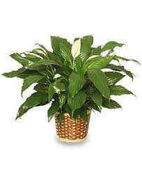 Maybe you would like to learn more about one of these? Peace Lilly Plant Peace Lily Plant Lily Plants Peace Lily
